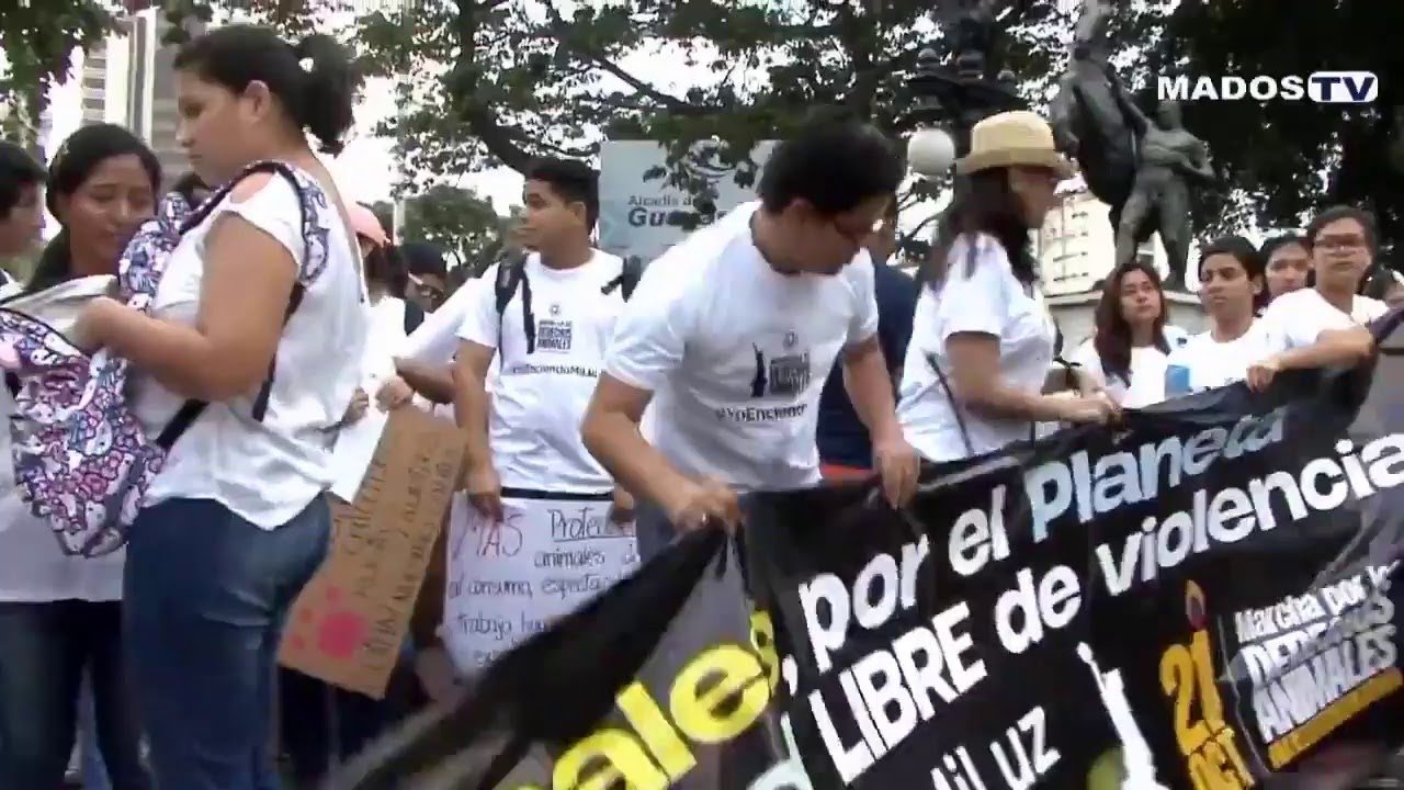 Al Sur Del Panal – Entrevista A Inti Alvarado, Activista De Rescate Animal Ecuador